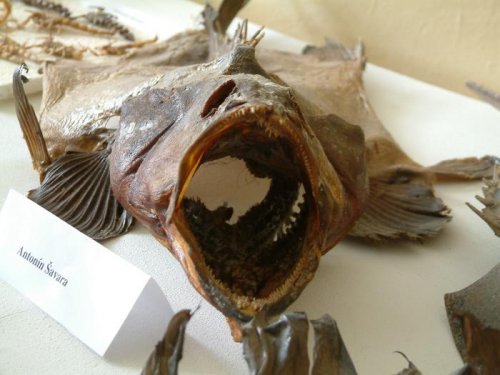 Výstava výrobků - 6.3.2004