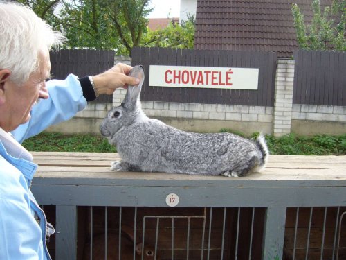 Výstava chovatelů - Propagační přehlídka exotů - 15.9.2012