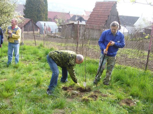 Jarní ošetřování stromů a výsadba nových ve školní zahradě - 6.4.2014