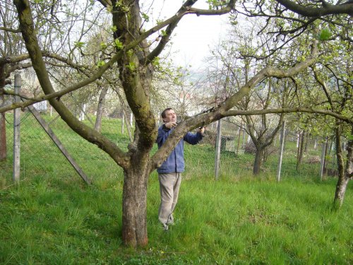 Jarní ošetřování stromů a výsadba nových ve školní zahradě - 6.4.2014