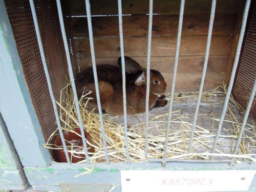 Výstava chovatelů - 20.9.2014