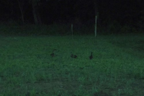 Otevírání mokřadů a tůní - 26.7.2015