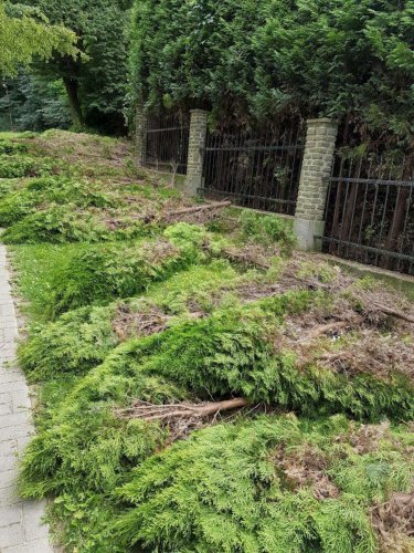 Tůje pokácené vandalem - 25.7.2016