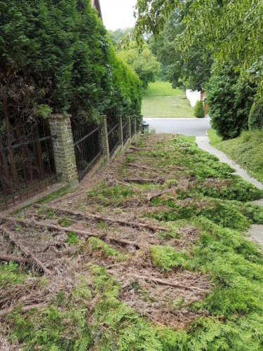 Tůje pokácené vandalem - 25.7.2016