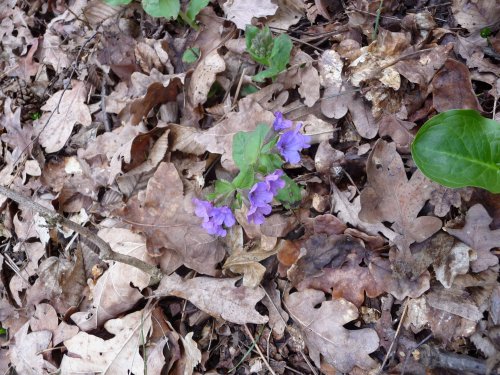 Soubor /2018-04-01-vychazka-radejov-02.jpg