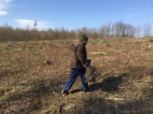 Výsadba dubů - 7.4.2018