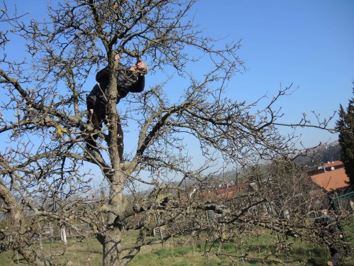 Brigáda zahrádkářů v zahradě školy - 31.3.2019