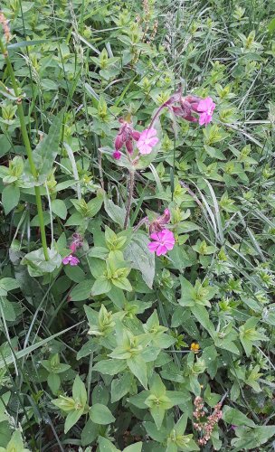 Výšlap sokolů žáků na Javořinu - 8.6.2019