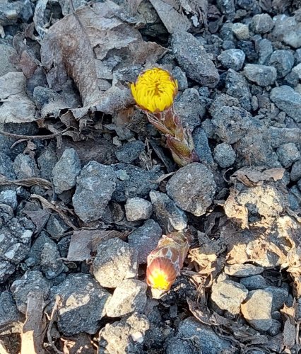 Vycházka Sokolů na Pepčín - 12.3.2022