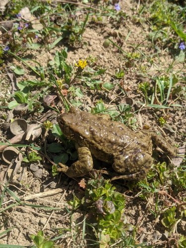 Sokolský výlet na Rochus a Rovninu - 14.4.2022