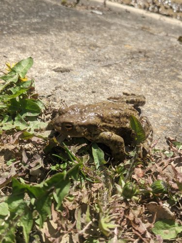 Sokolský výlet na Rochus a Rovninu - 14.4.2022