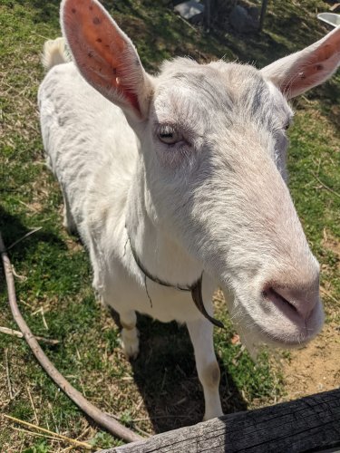Sokolský výlet na Rochus a Rovninu - 14.4.2022