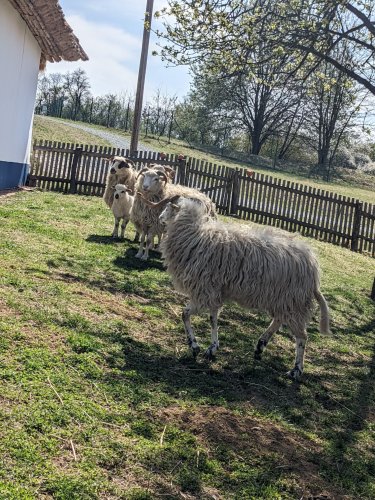 Sokolský výlet na Rochus a Rovninu - 14.4.2022