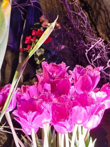 Zájezd zahrádkářů na Florii Kroměříž - 6.5.2023