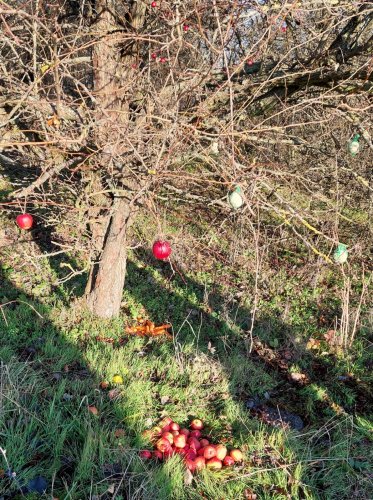 Vánoční krmení zvířátek - turisťák - 21.12.2024